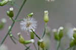 Canadian horseweed